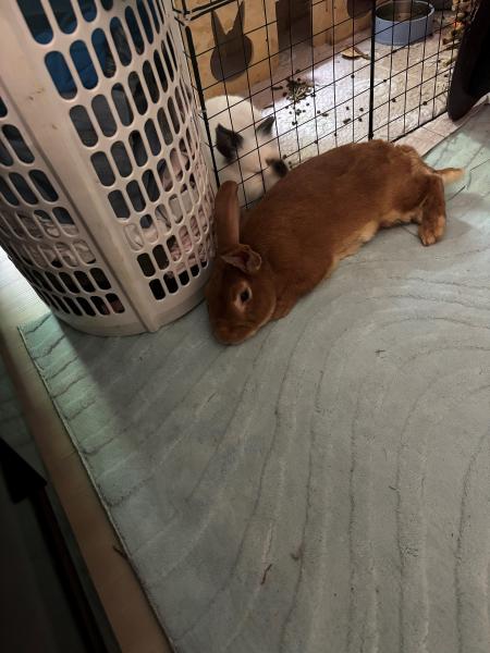 MINE