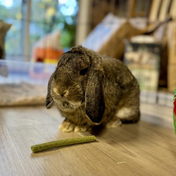 JACKALOPE