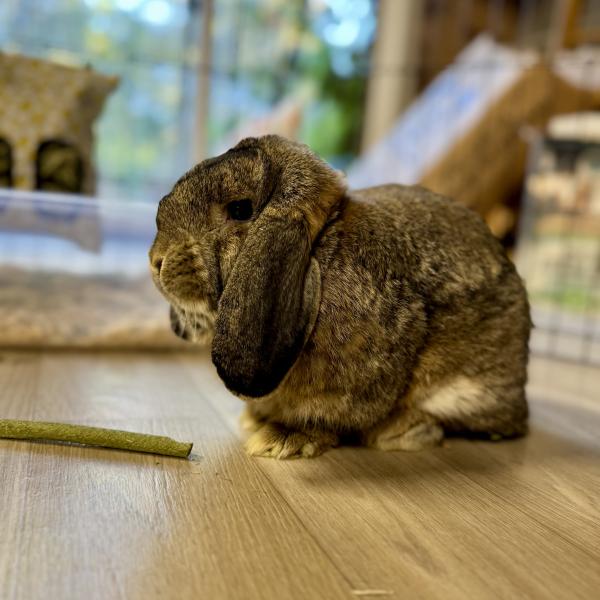 JACKALOPE