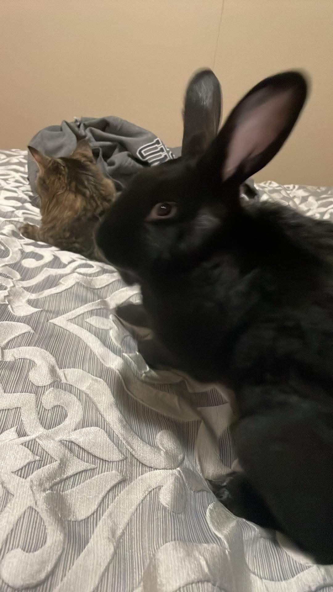 MAXIMUS