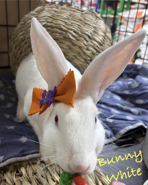 BUNNY