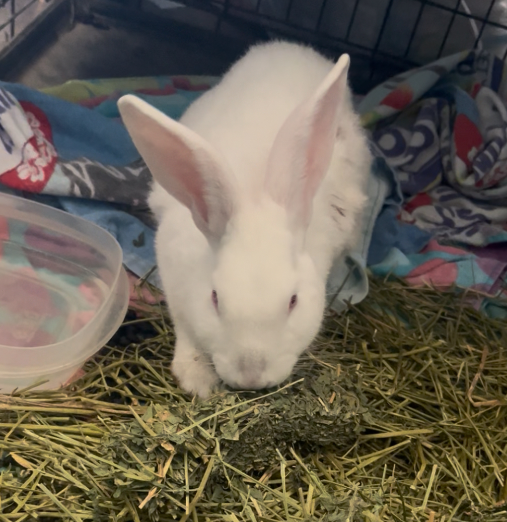 BUNNY