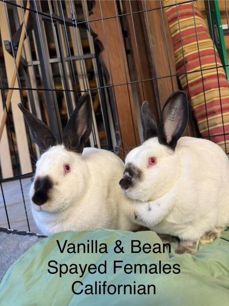 VANILLA