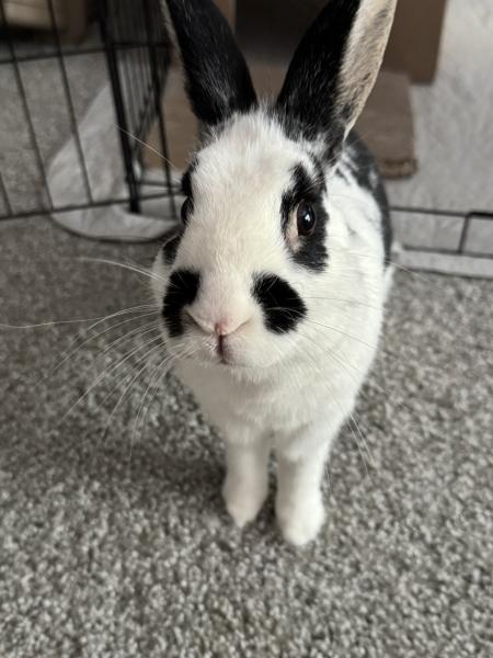 NAPOLEON