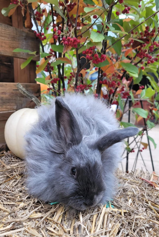 fluffy grey bunny