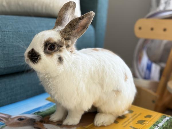 Sir Cosmo Dapperfluff