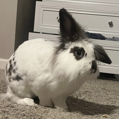 Paco