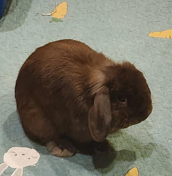 NUTMEG