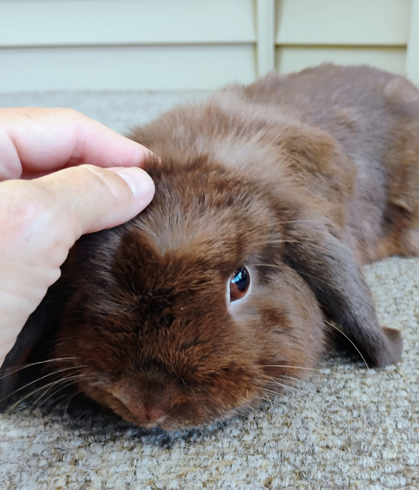NUTMEG