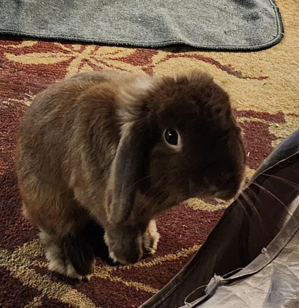 NUTMEG