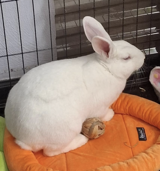 Bunny White