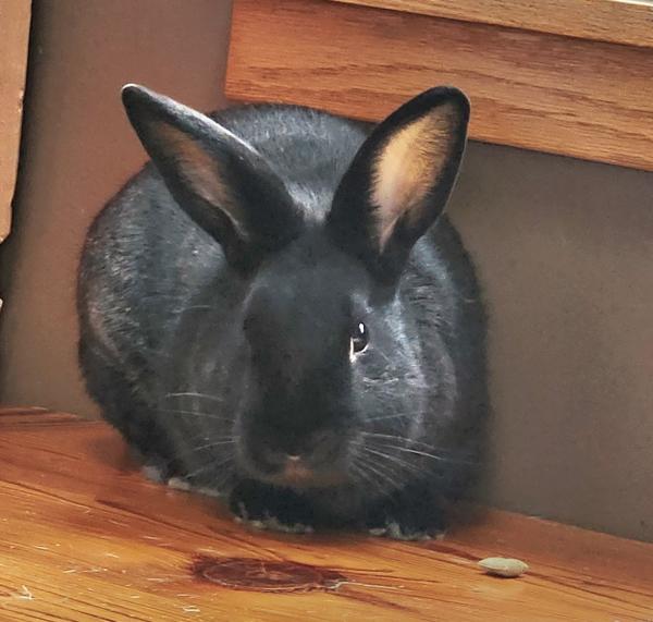 Gimli 