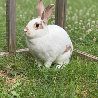 Madame Bun Bun