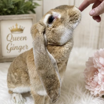 Ginger