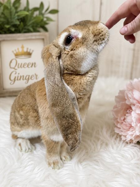 GINGER
