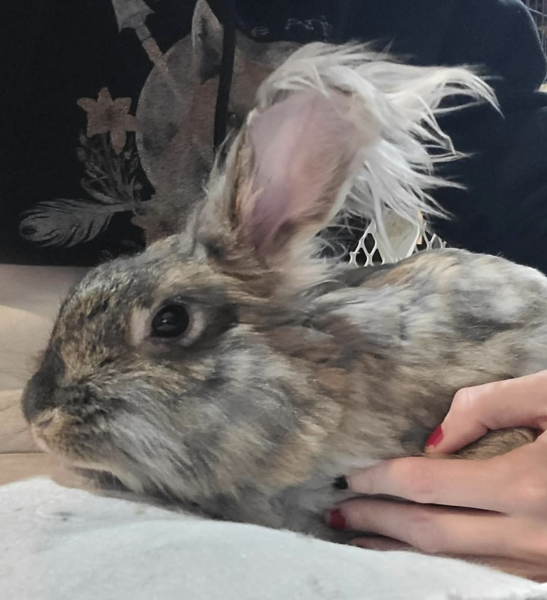 Fluff  McFluffyPants