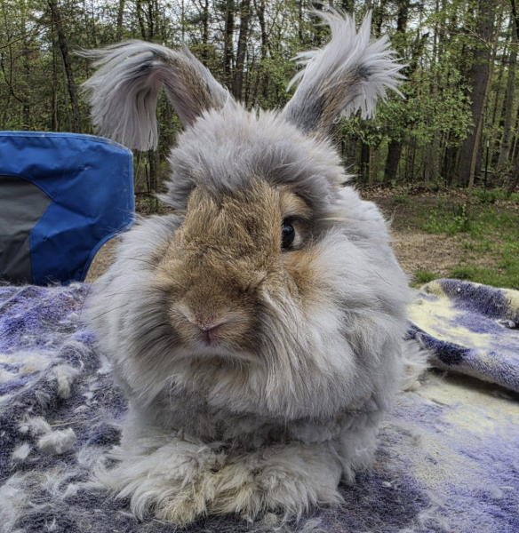 Frizzle McFluffyPants