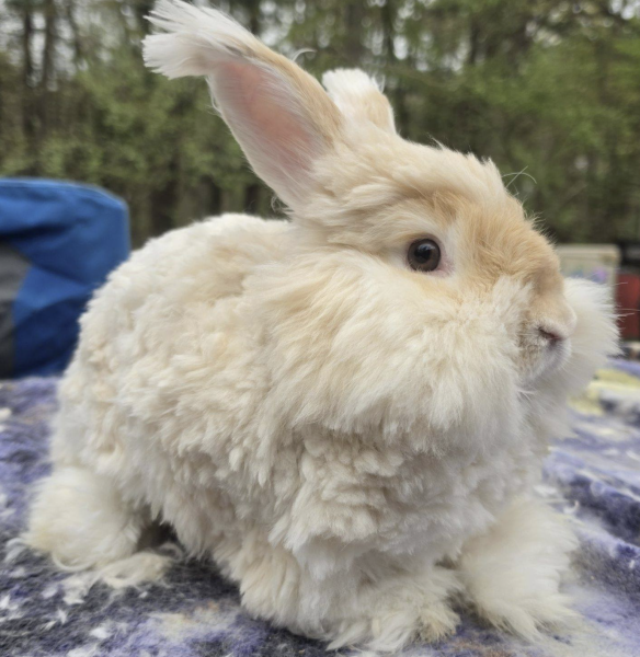 Oatmeal McFluffyPants