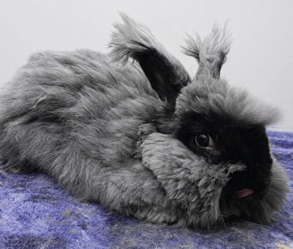 Smokey McFluffyPants