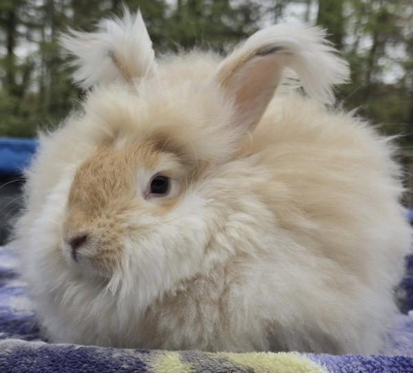 Winifred McFluffyPants