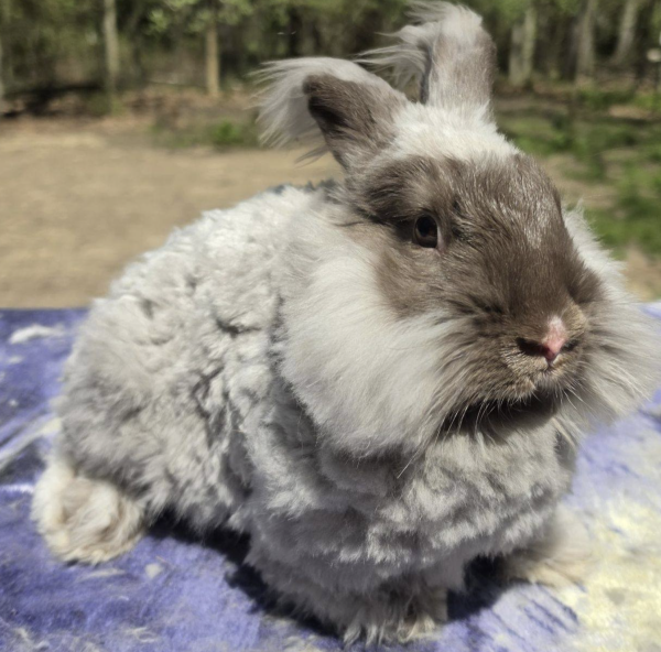 Sir Eugene McFluffyPants