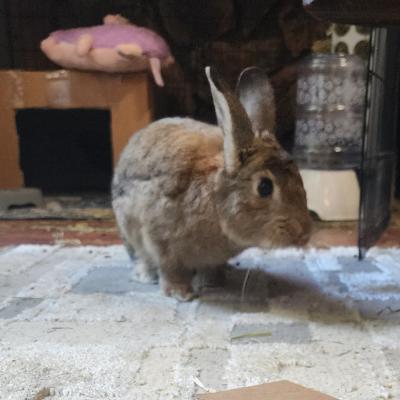 SPROUT