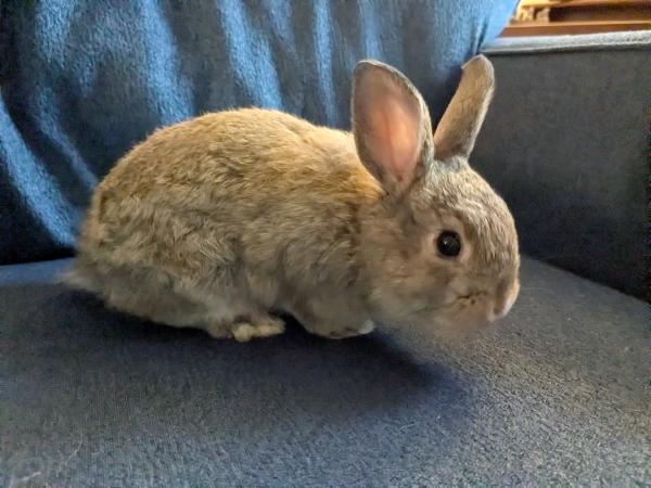 SPROUT