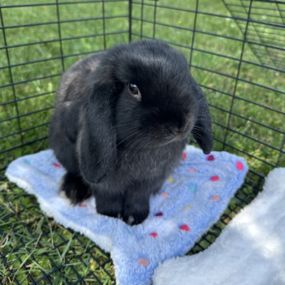 COCO