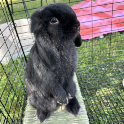 COCO