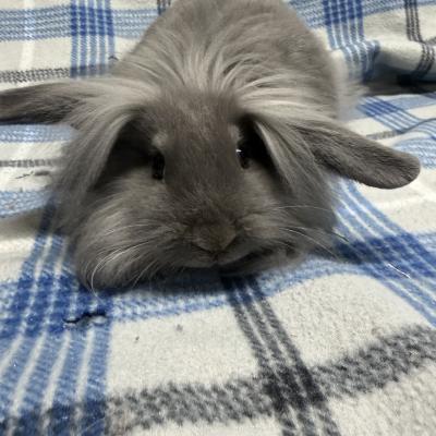 ELVIS