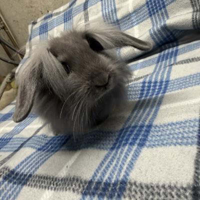 ELVIS