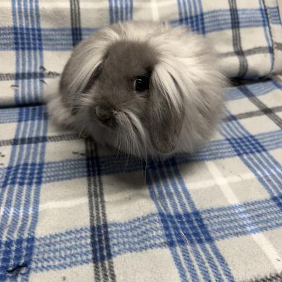 Chuck (baby 6)
