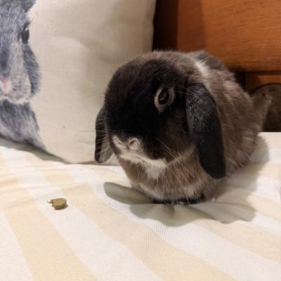CHOCOLATE