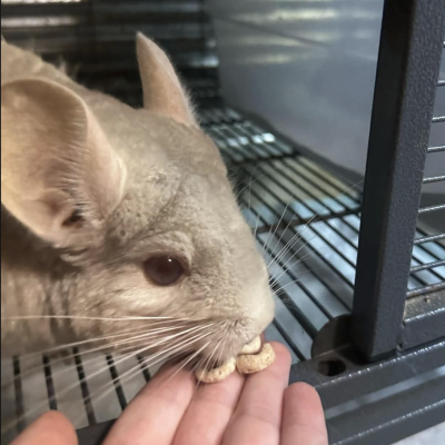 Coco Coconut Chinchilla