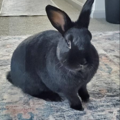 BENJI