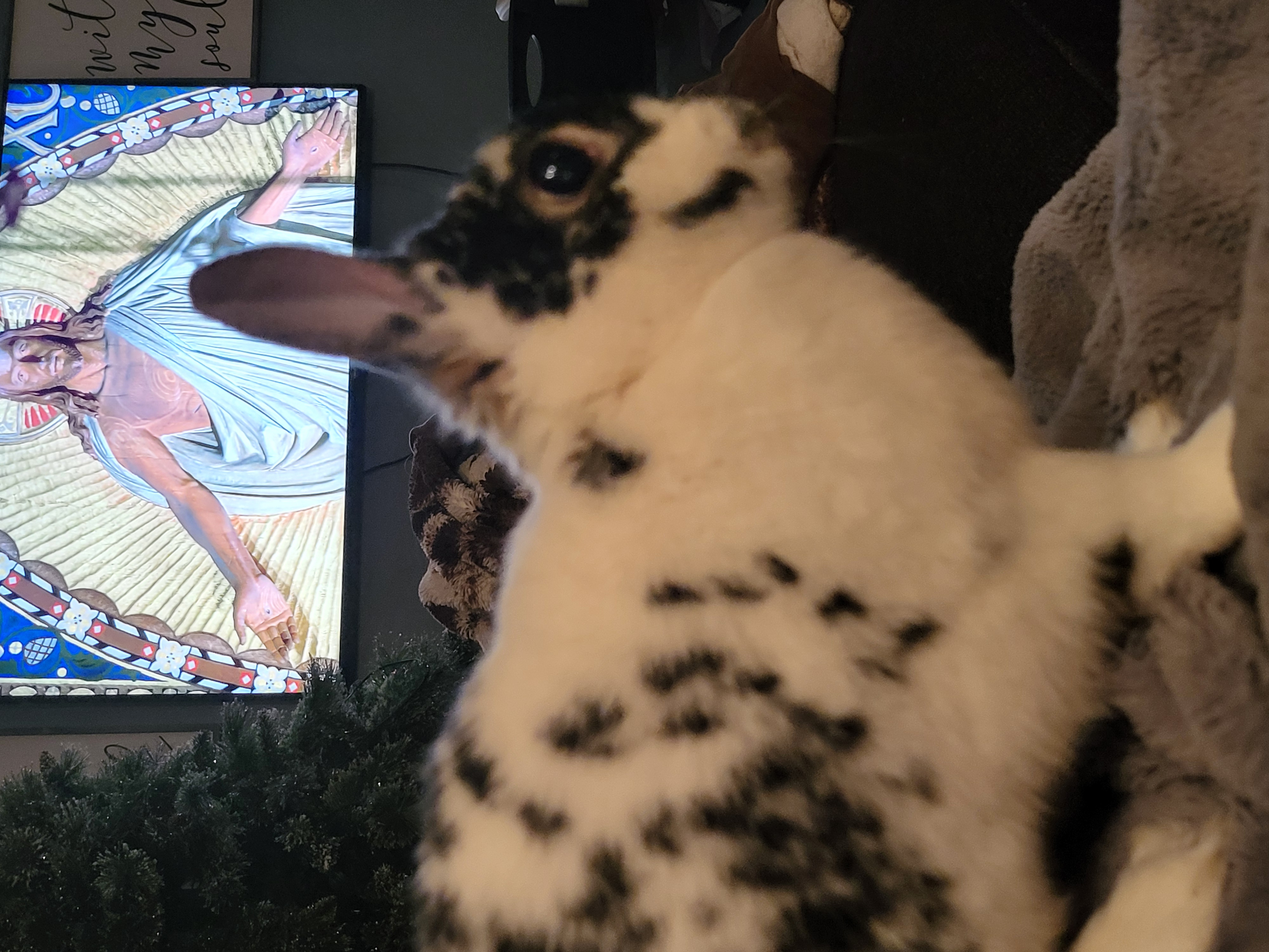 CLEO