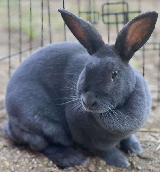 GLORIA