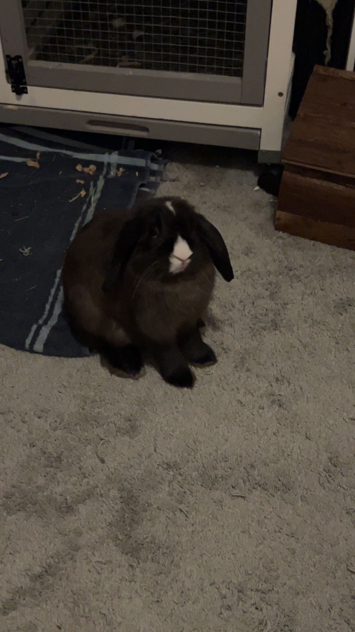 RABBIT ANGELS RABBIT RESCUE