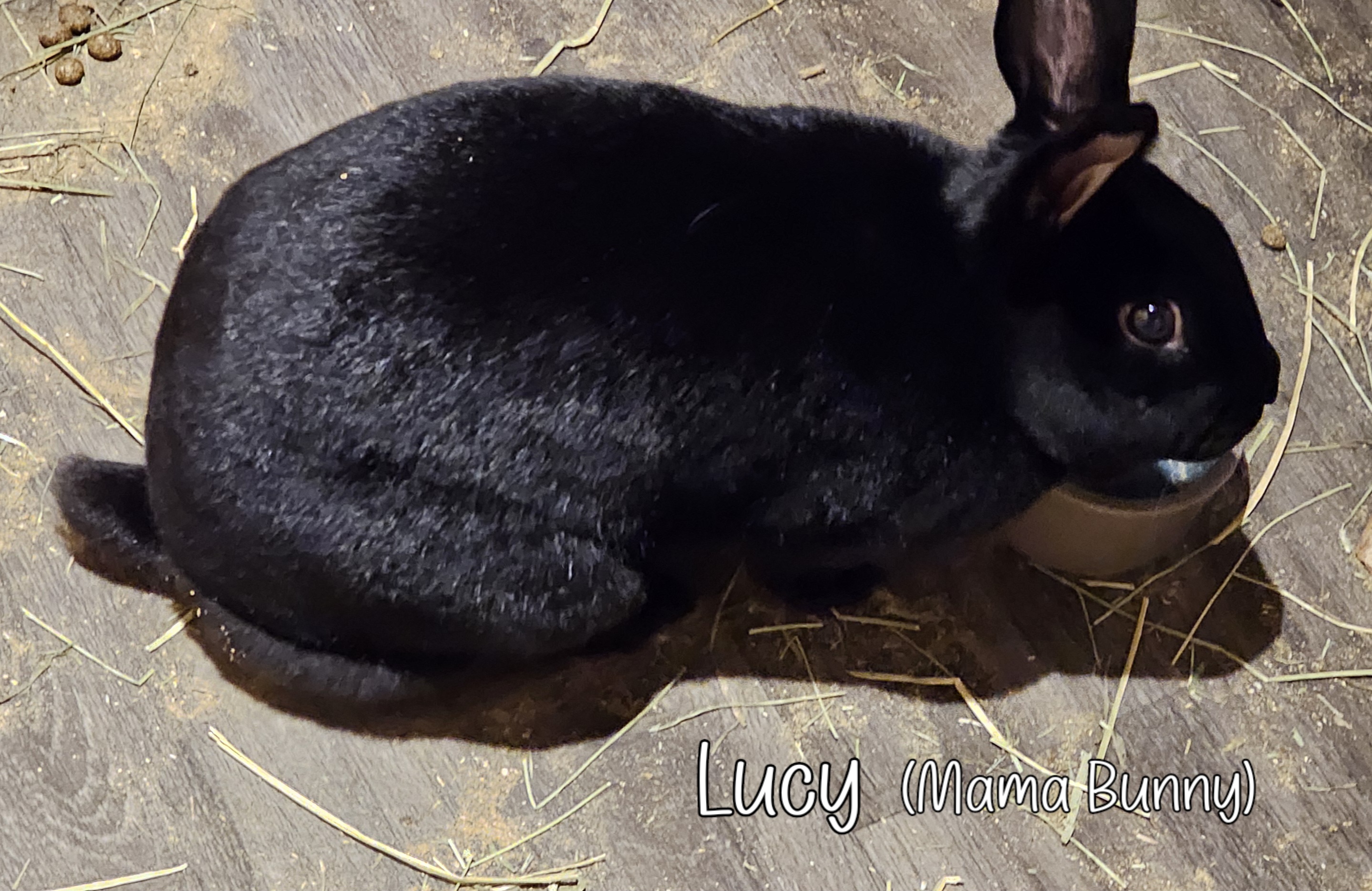 RABBIT ANGELS RABBIT RESCUE