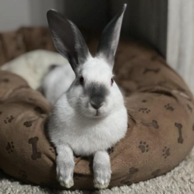 LUCA