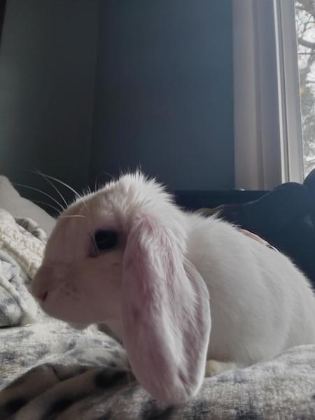 MILLIE