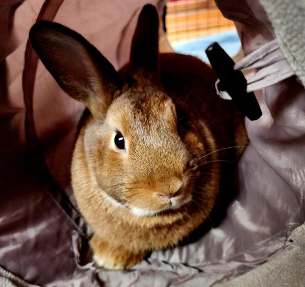 Ferdi