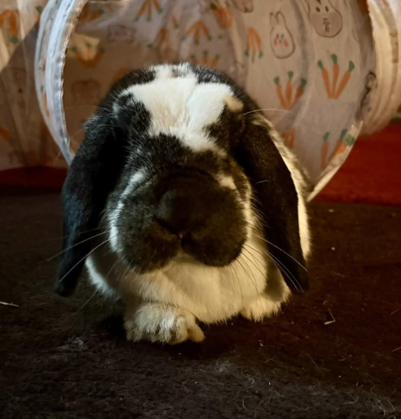 LuLu