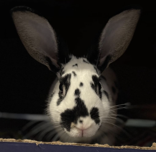 Patches O’Houlihan