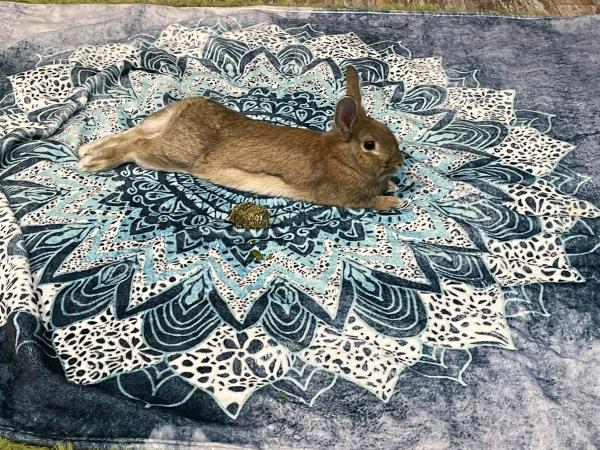 BUNBOLT