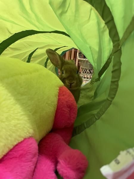 BUNBOLT