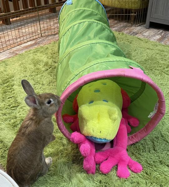 BUNBOLT