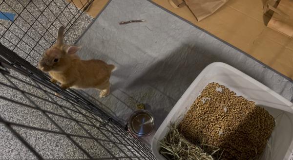 BunBolt