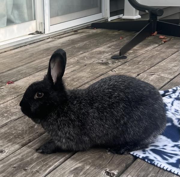 BUNNIFER