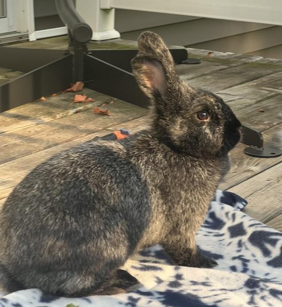 BUNNIFER